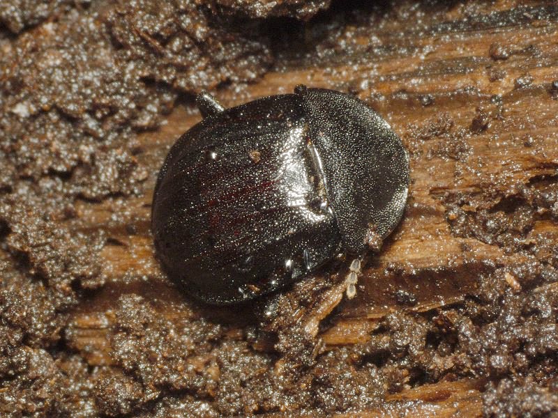 Phosphuga atrata (Linnaeus, 1758)